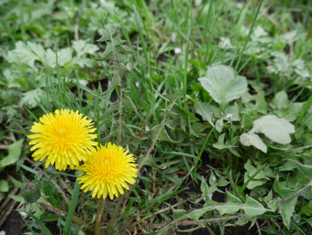 dandelions on the green grass closeの写真素材