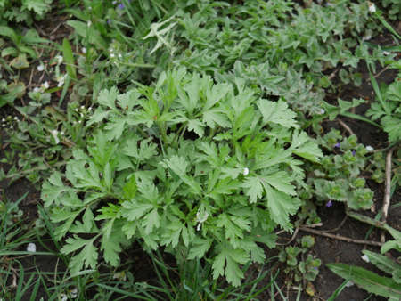 Bush from the village gardenの写真素材