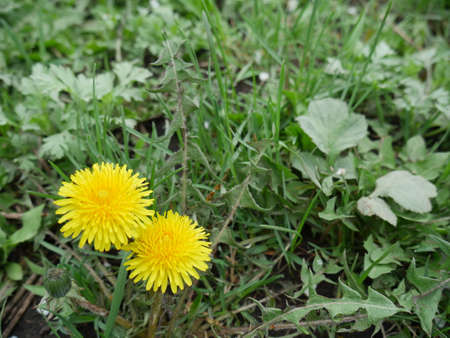 dandelions on the green grass closeの写真素材