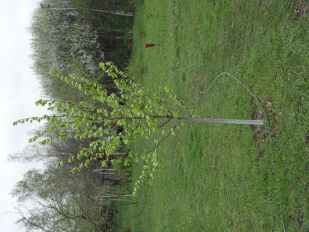 Young tree in the village garden in summerの写真素材