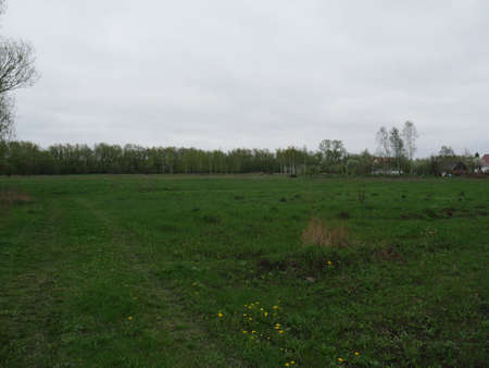Village field and sky. Green grass. Springの写真素材