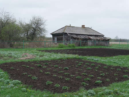 Russia. Old village house of the mid-twentieth century and a planted vegetable gardenの写真素材