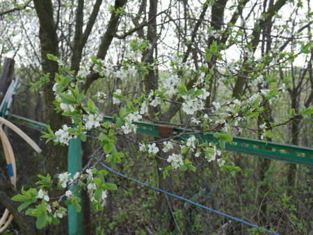 blooming tree in a tree garden. White flowers. Springの写真素材