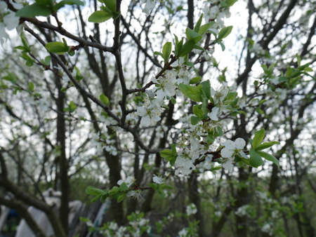 blooming tree in a tree garden. White flowers. Springの写真素材