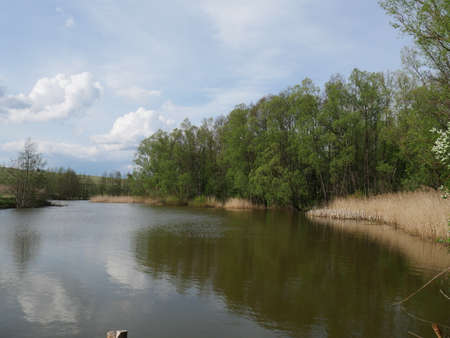 Summer landscape. River and forestの写真素材