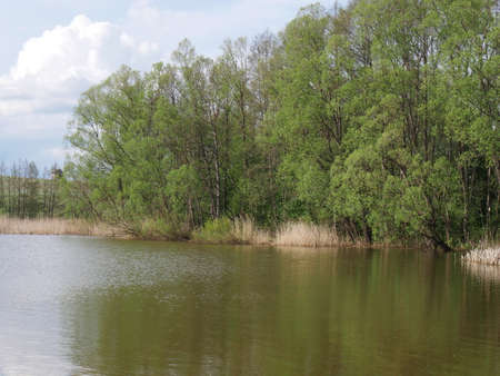 Rustic landscape with forest and river. Summer. Blue sky and white cloudsの写真素材