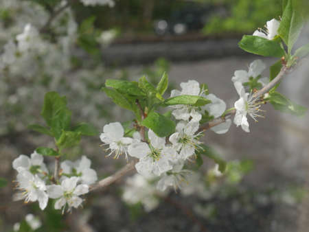 White flowers tree. Summertimeの写真素材