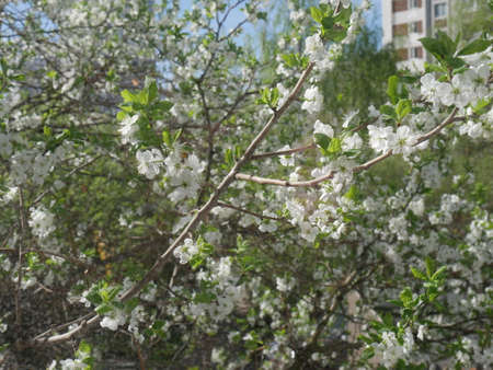 White flowers tree. Summertimeの写真素材