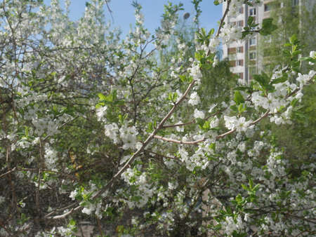White flowers tree. Summertimeの写真素材