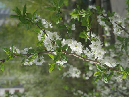 White flowers tree. Summertimeの写真素材