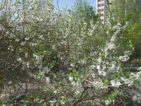 White flowers tree. Summertimeの写真素材