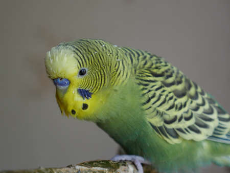 Green and yellow budgerigar. Closeupの写真素材