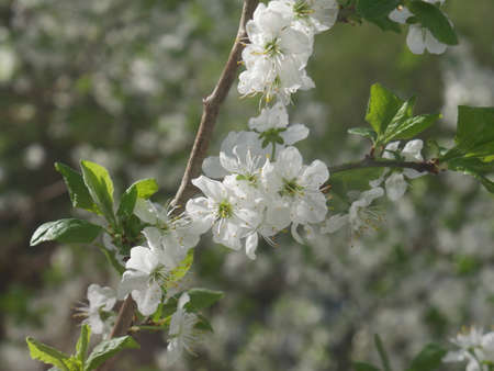 White flowers on a tree. Summertimeの写真素材
