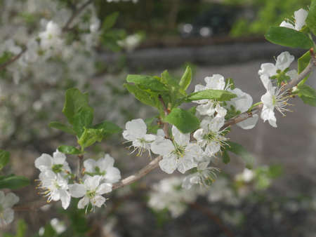 White flowers tree. Summertimeの写真素材
