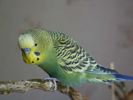 Green and yellow budgerigar. Close.の写真素材