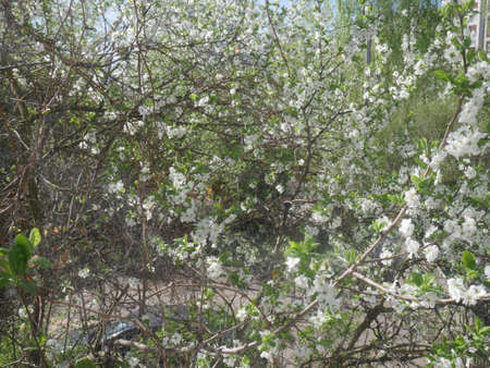 White flowers tree. Summertimeの写真素材
