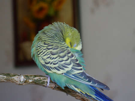 Green and yellow budgerigar. Closeupの写真素材