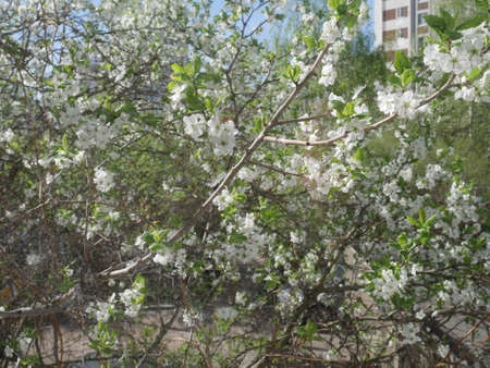White flowers tree. Summertimeの写真素材