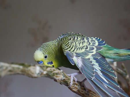 Green and yellow budgerigar. At home.の写真素材