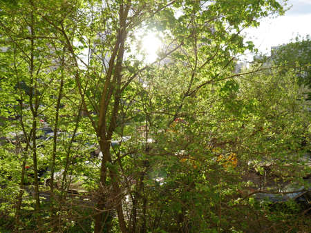 A green tree with soltse peeking out from behind it. Summer.の写真素材
