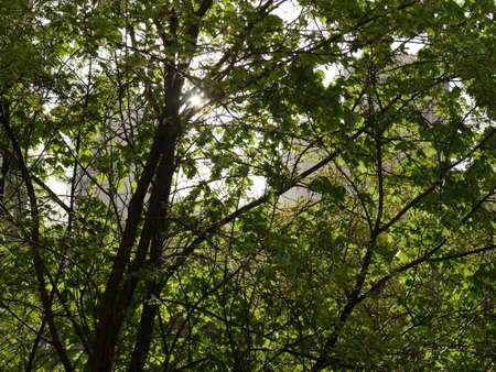 A green tree with soltse peeking out from behind it. Summer.の写真素材