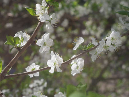White flowers on a tree. Summertimeの写真素材