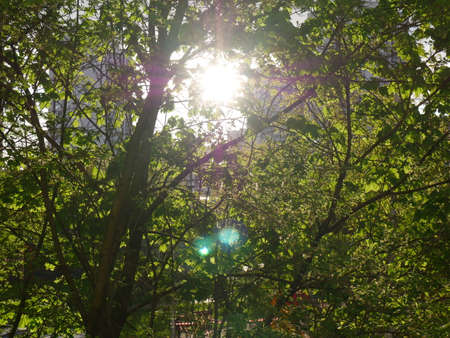A green tree with soltse peeking out from behind it. Summer.の写真素材