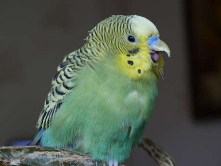 Green and yellow budgerigar. At home.の写真素材