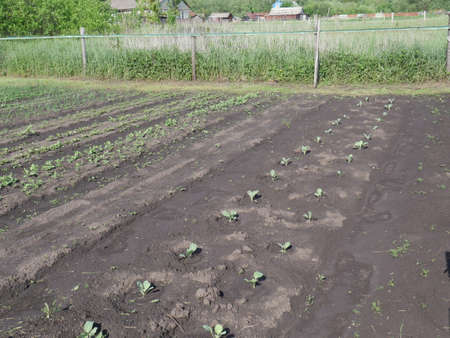 Garden beds in the village. Summer.の写真素材