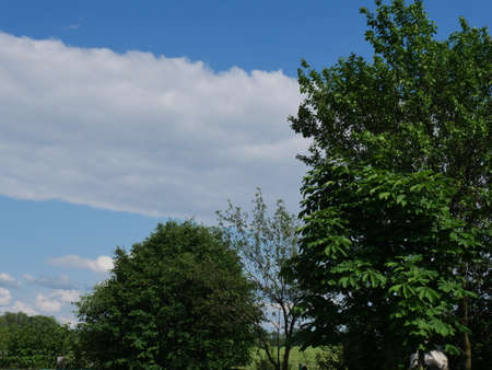 Blue sky and treetops. Summer.の写真素材