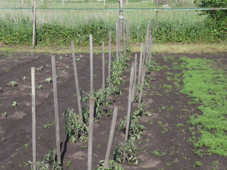 Garden beds in the village. Summer.の写真素材