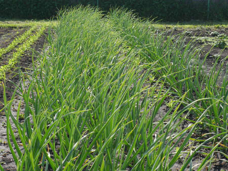 Green onion beds and dug-up earth. In the garden. Summerの写真素材