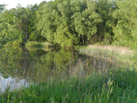 Landscape of nature. Summer. River and trees. Lots of greenery.の写真素材