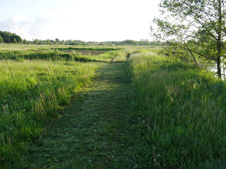 Summer village landscape. Bright sun and lots of greenery.の写真素材