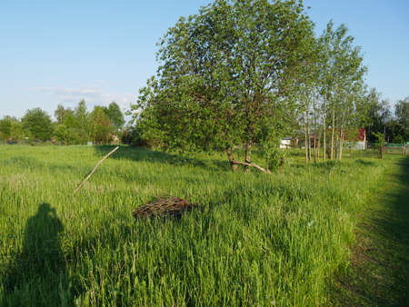 Summer village landscape. Bright sun and lots of greenery.の写真素材