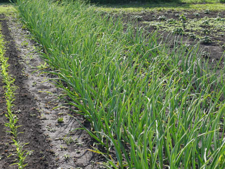 Green onion beds and dug-up earth. In the garden. Summerの写真素材
