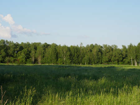 Summer village landscape. Bright sun and lots of greenery.の写真素材