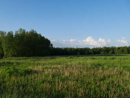 Summer village landscape. Bright sun and lots of greenery.の写真素材