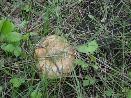 Mushroom in the grass. Summer. Forest. Closeupの写真素材