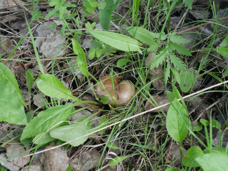 Mushroom in the grass. Summer. Forest. Closeupの写真素材