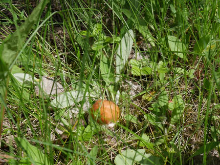 Mushroom in the grass. Summer. Forest. Closeupの写真素材