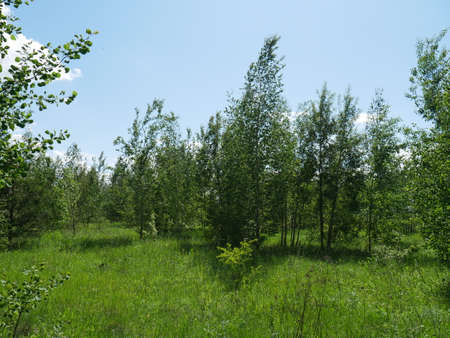 The forest in the summer. Lots of green grass and trees. Sunny day.の写真素材