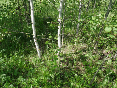 The forest in the summer. Lots of green grass and trees. Sunny day.の写真素材