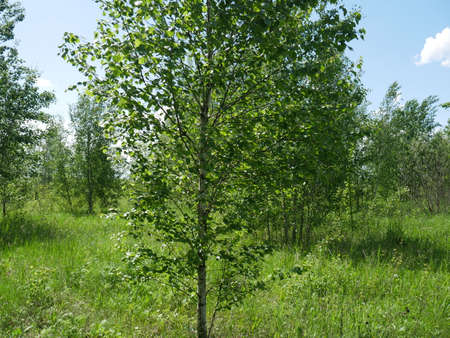 The forest in the summer. Lots of green grass and trees. Sunny day.の写真素材