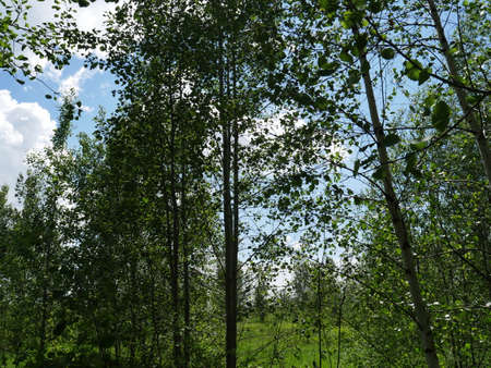 The forest in the summer. Lots of green grass and trees. Sunny day.の写真素材