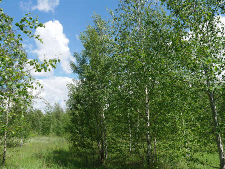 The forest in the summer. Lots of green grass and trees. Sunny day.の写真素材