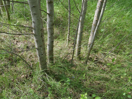 The forest in the summer. Lots of green grass and trees. Sunny day.の写真素材