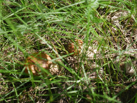 Mushroom in the grass. Summer. Forest. Closeupの写真素材