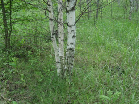The forest in the summer. Lots of green grass and trees. Sunny day.の写真素材