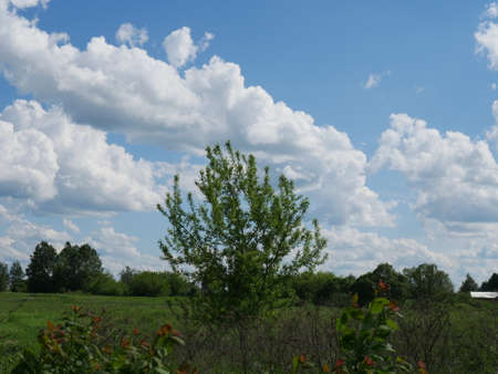 The forest in the summer. Lots of green grass and trees. Sunny day.の写真素材